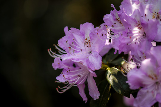 菌子山杜鹃花