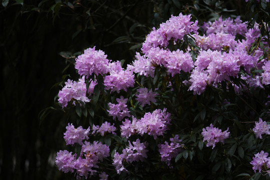 菌子山杜鹃花