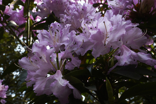 菌子山杜鹃花