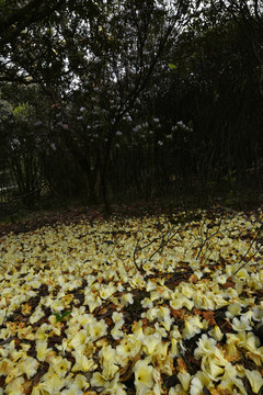 菌子山杜鹃花
