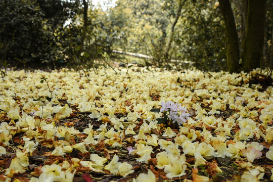 菌子山杜鹃花