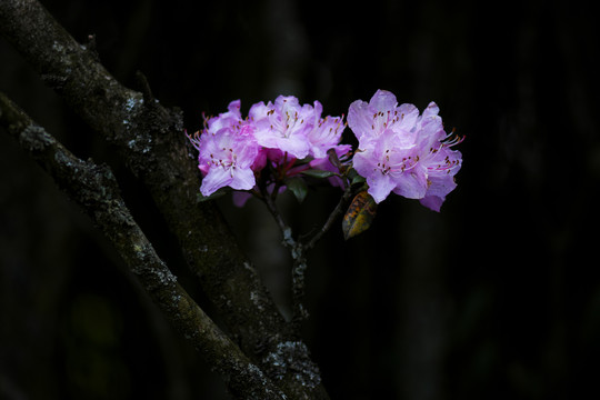 菌子山杜鹃花