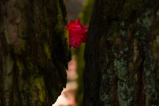菌子山杜鹃花