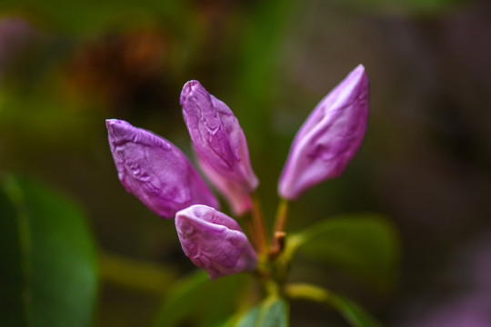 菌子山杜鹃花