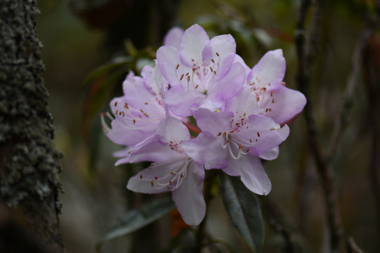 菌子山杜鹃花