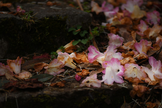 菌子山杜鹃花
