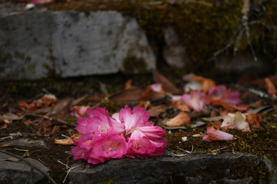 菌子山杜鹃花