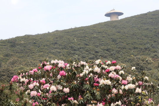 菌子山杜鹃花