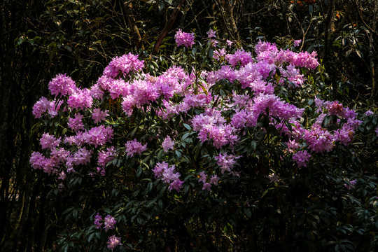 菌子山杜鹃花