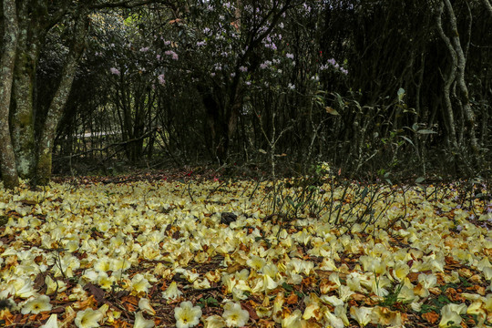 菌子山杜鹃花