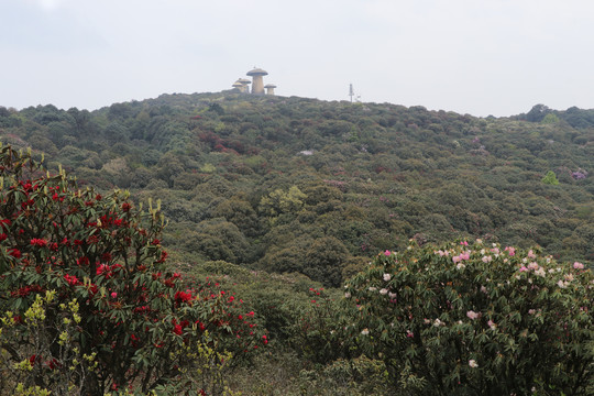 菌子山杜鹃花