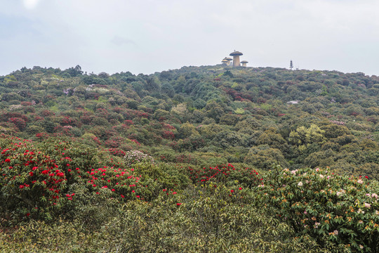 菌子山杜鹃花