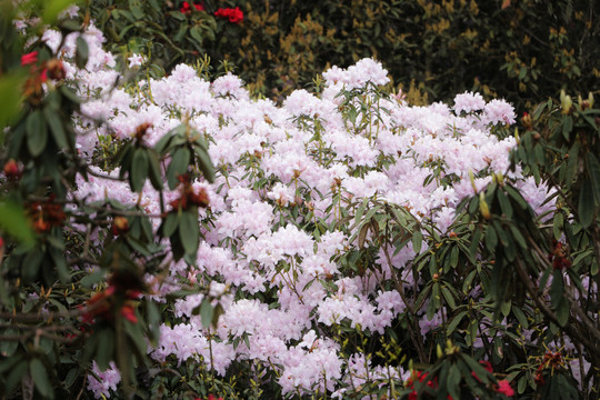 菌子山杜鹃花