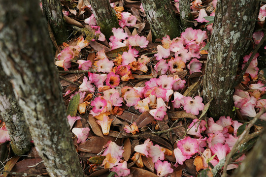 菌子山杜鹃花