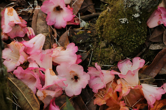 菌子山杜鹃花