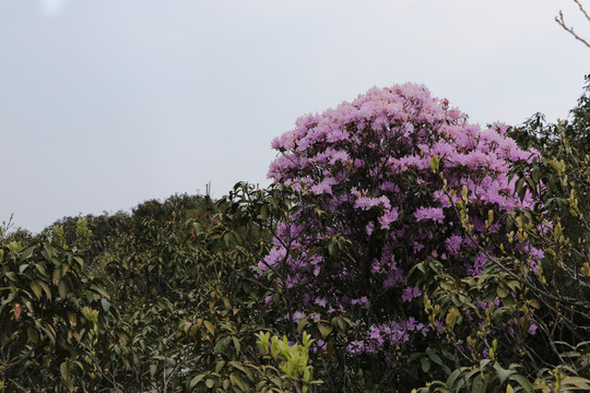 菌子山杜鹃花