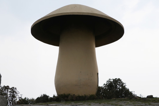 菌子山大蘑菇