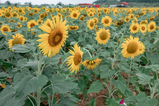 向日葵花田太阳花