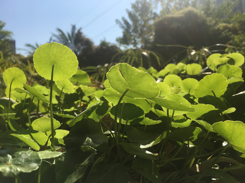 铜钱草
