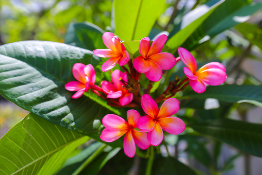 红色鸡蛋花