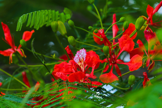 凤凰花开