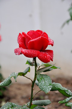 一支娇媚的红玫瑰