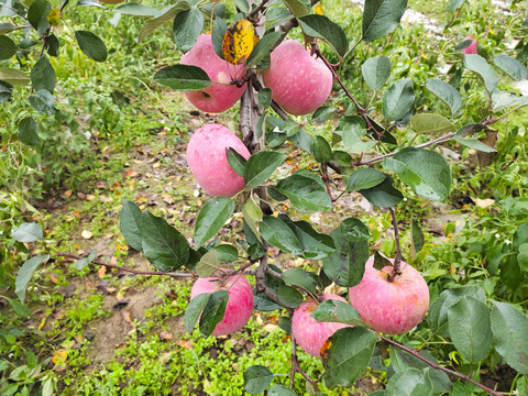 苹果树