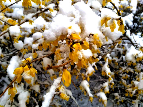 雪后花枝