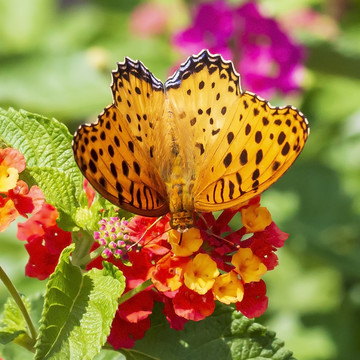 在五色梅花蕾上采蜜的豹纹蛱蝶