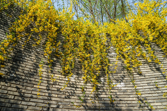 墙壁上的迎春花黄色