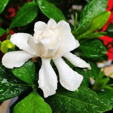 栀子花特写