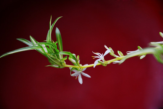 吊兰花枝