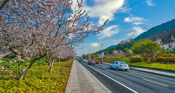 杏花公路