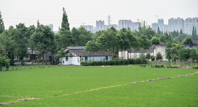 水稻田村庄城市高楼背景