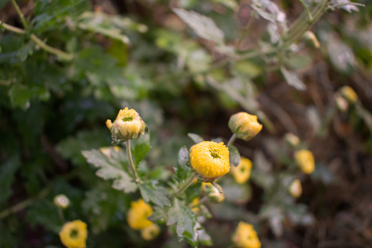 菊