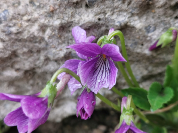 紫花地丁