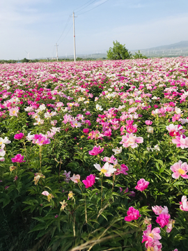 芍药花