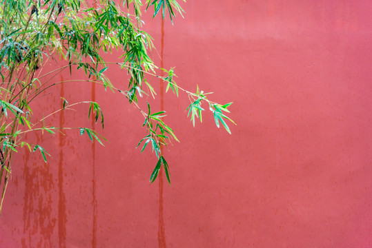 红色背景下的绿竹子