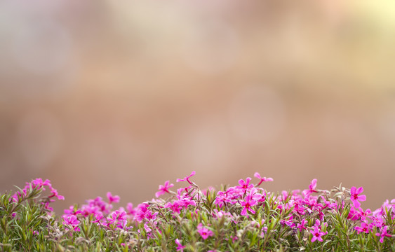 花草壁纸