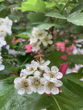 山楂花