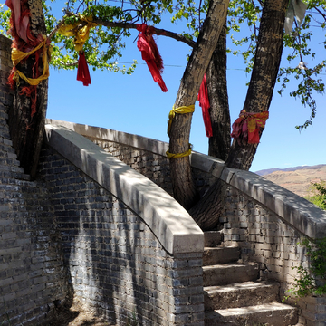 树在墙里