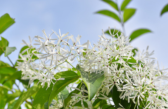 流苏花