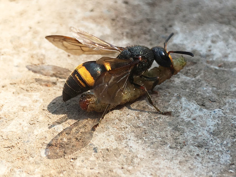 黄蜂觅食捉虫
