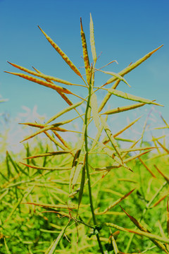 油菜