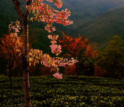 茶园迎花开