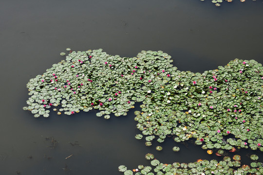 山东滕州微山湖湿地内的睡莲