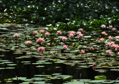 山东滕州微山湖湿地内的睡莲