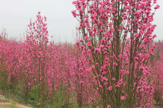 观赏桃花