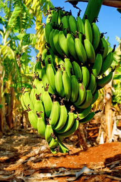 青香蕉香蕉串