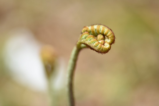 蕨菜龙爪菜